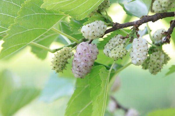 white-mulberry תות לבן דיאטה