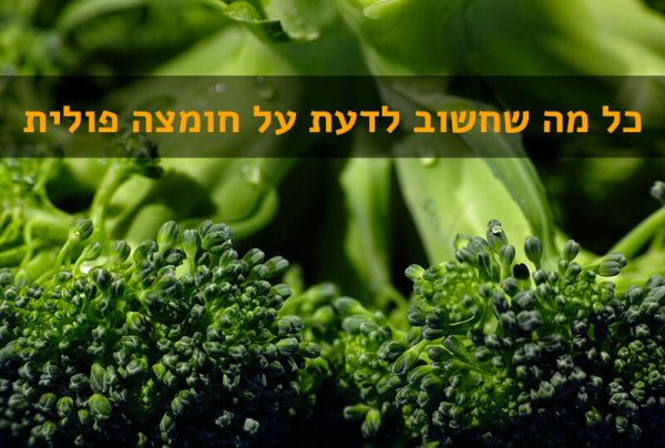 folic-acid חומצה פולית - מידע, מזונות ויתרונות בריאותיים